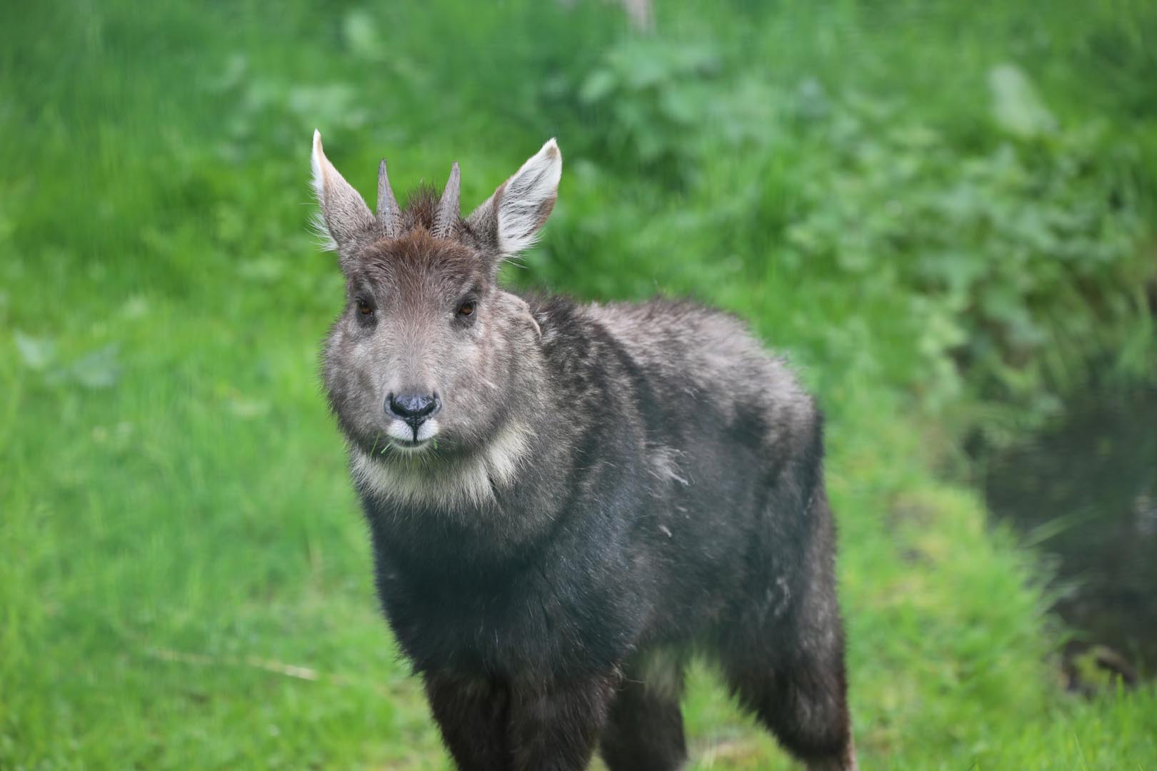 Chinese goral Danling standing on grass looking to camera (eye contact) Image: Amy Middleton 2022